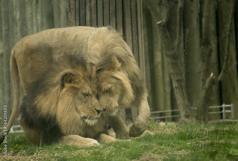 Naklejka premium A Purrfect Day