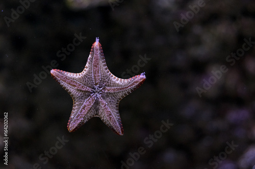 Starfish