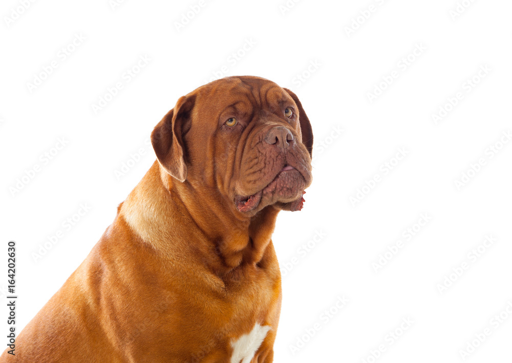 Close-up of Dogue de Bordeaux