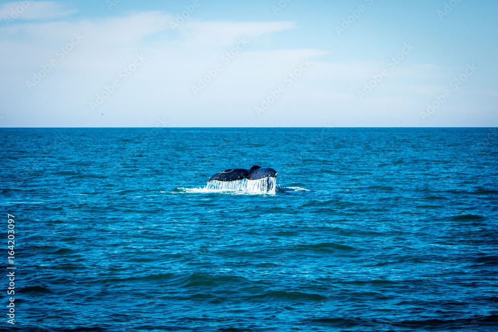Obraz premium Whale