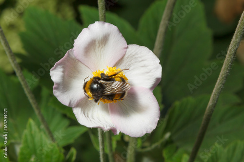 Bumblebee on a flower