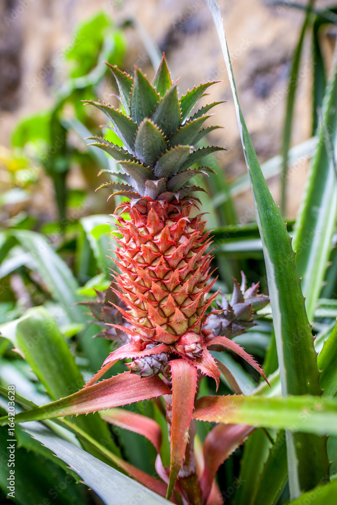 Close up of pineapple , ananas, plant. Shallow dept of field. Close up of pineapple , ananas, plant. Shallow dept of field.
