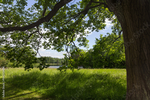 In the shade of a large tree on the shore of the Lake