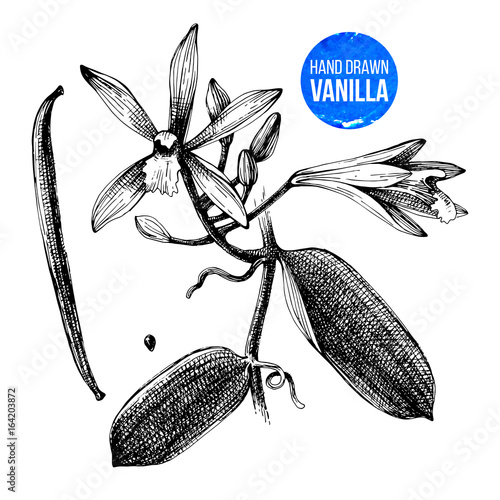Vanilla plant hand drawn botanical illustration