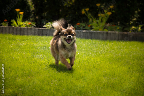 Laufender Hund, Welpe, Freude