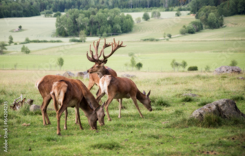 Red deer in a beautiful country landscape