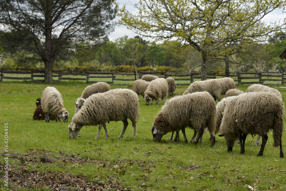 Fototapeta premium Mouton, brebis, race Landaise