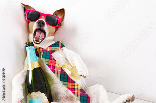 Photography drunk hangover  dog