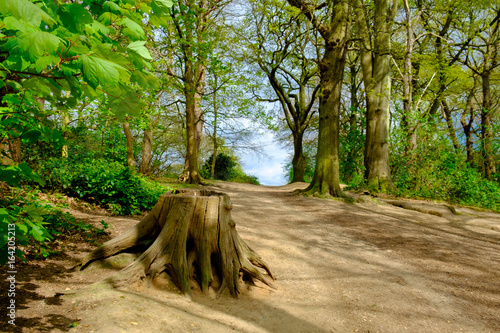 Tree trunk by a path in Wimbledon Common, England photo