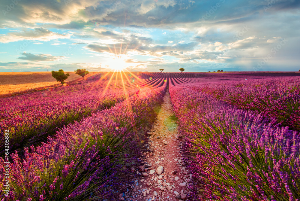 Provence. Lavender Field at sunset, Valensole, France