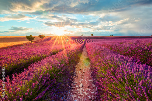 Provence. Lavender Field at sunset, Valensole, France photo