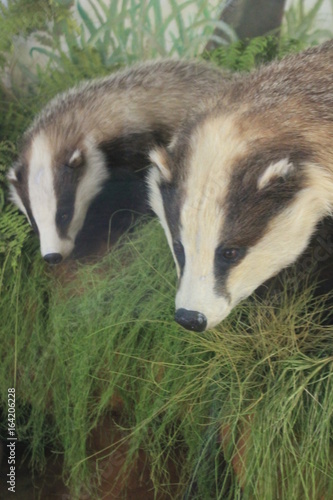 badger mother and baby family background with copy space