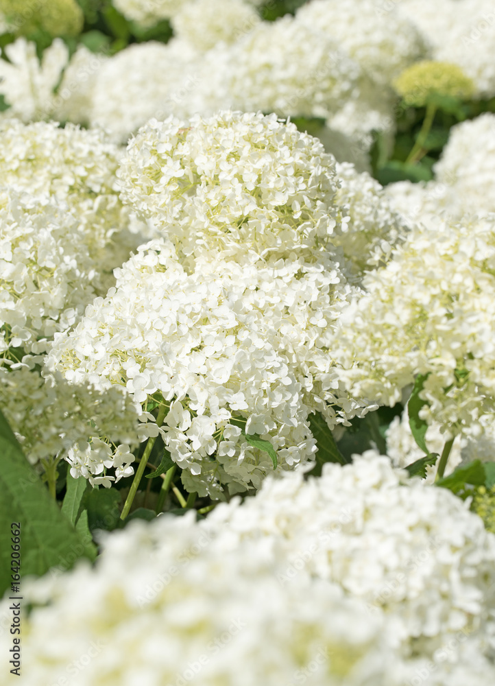 Weiße Hortensien, Hydrangea