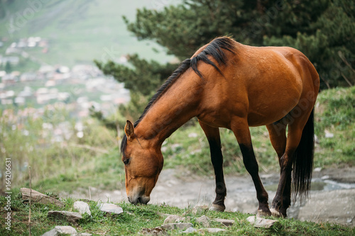 Horse Grazing On Green Mountain Slope In Spring In Mountains