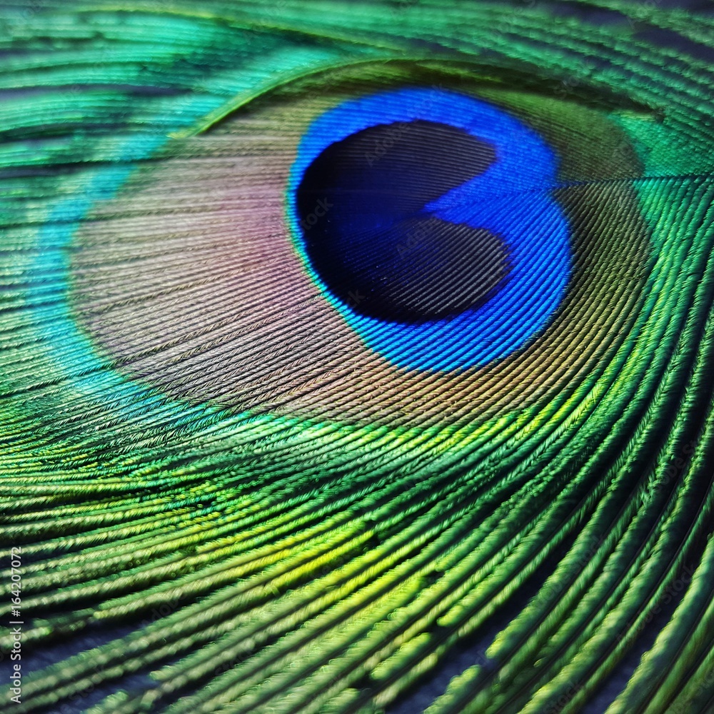 Obraz premium Brady's Bird