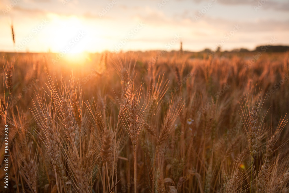 Field ripening wheat at sunset. The concept of a rich harvest