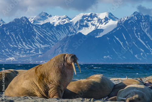Walrus Bull - Svalbard photo