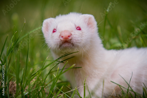 Ferret in the Grass © Kevin