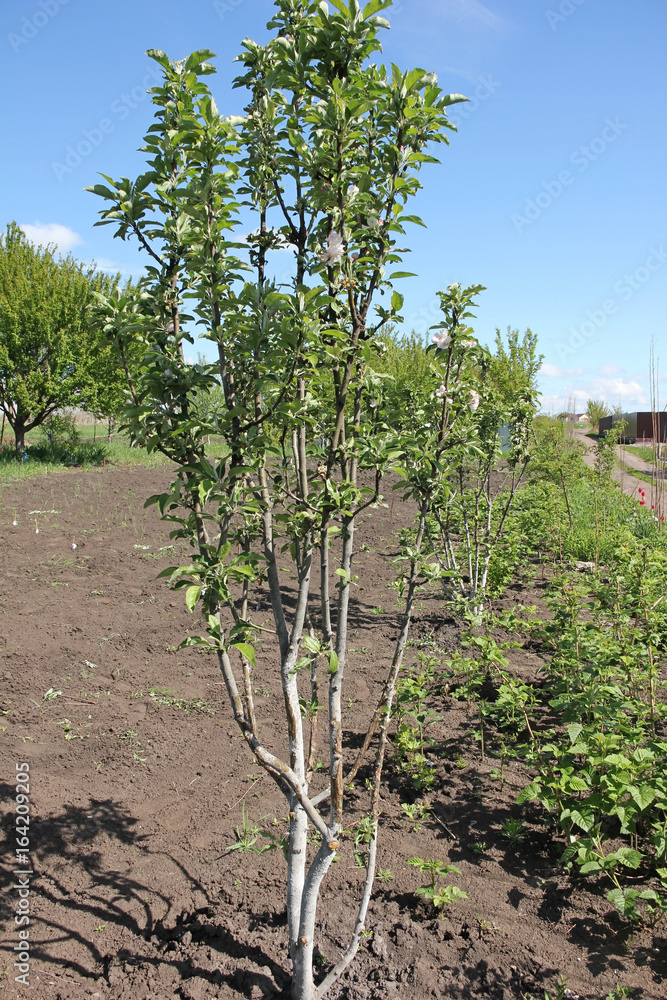 The columnar Apple tree