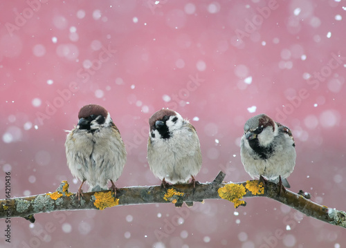 funny little birds sitting on the branch in falling snow in the new year's eve