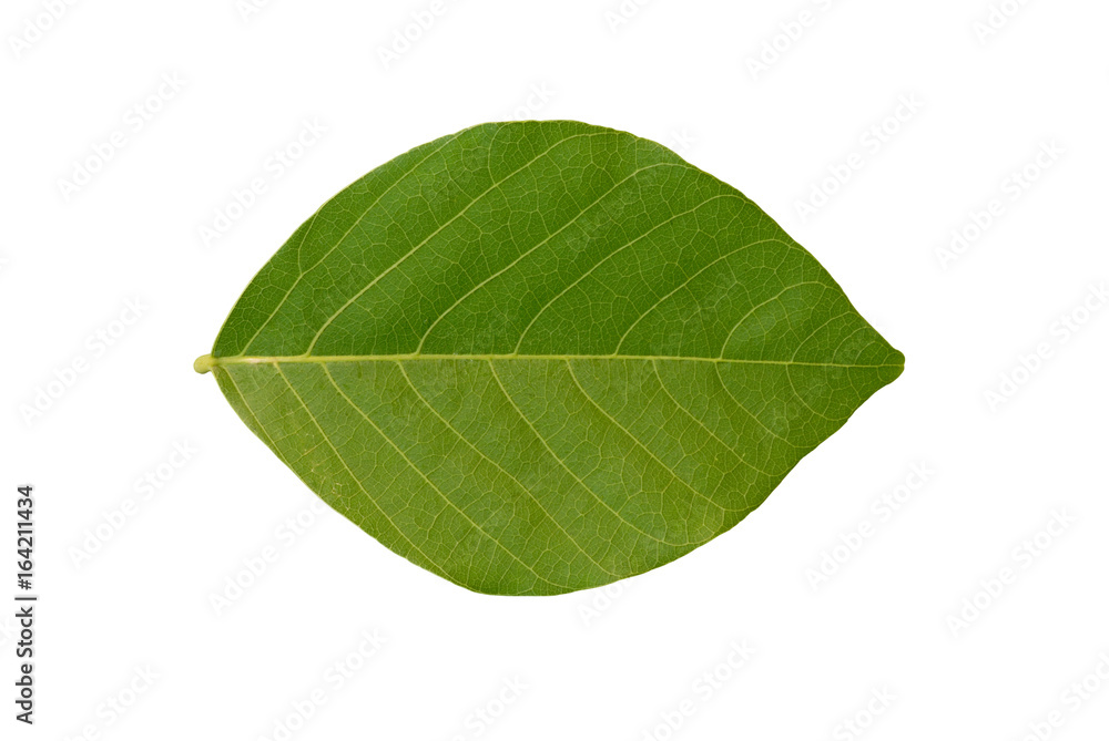 Obraz premium green leaf on white background