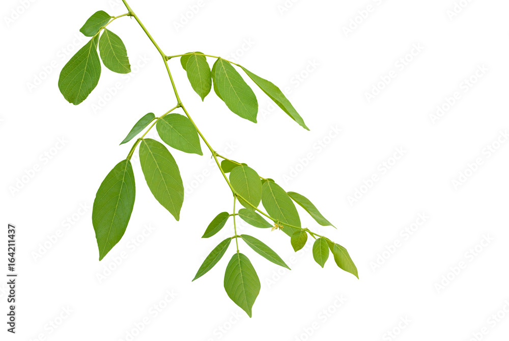 leaves on the branch on white background leaves on the branch on white background