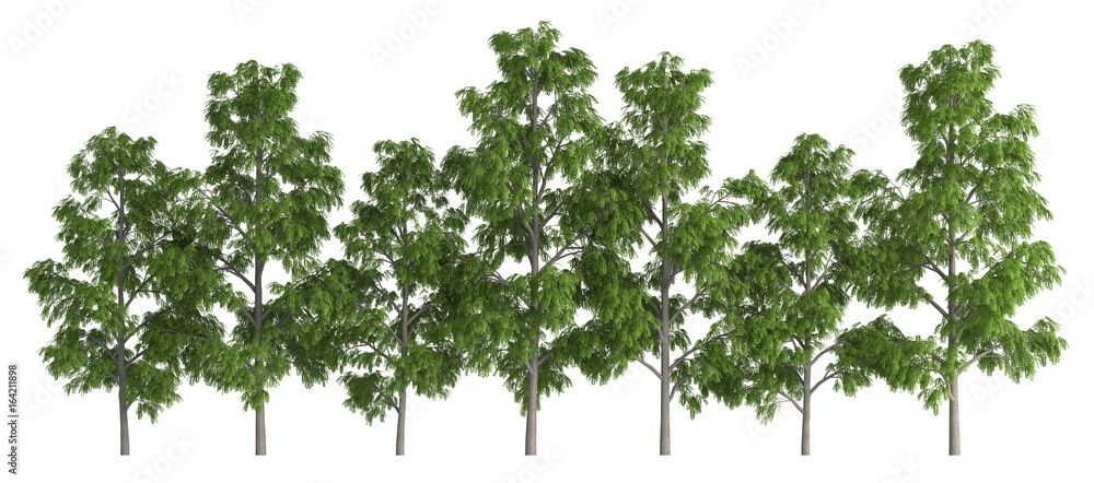 Group of trees isolated on white 3d illustration Group of trees isolated on white 3d illustration