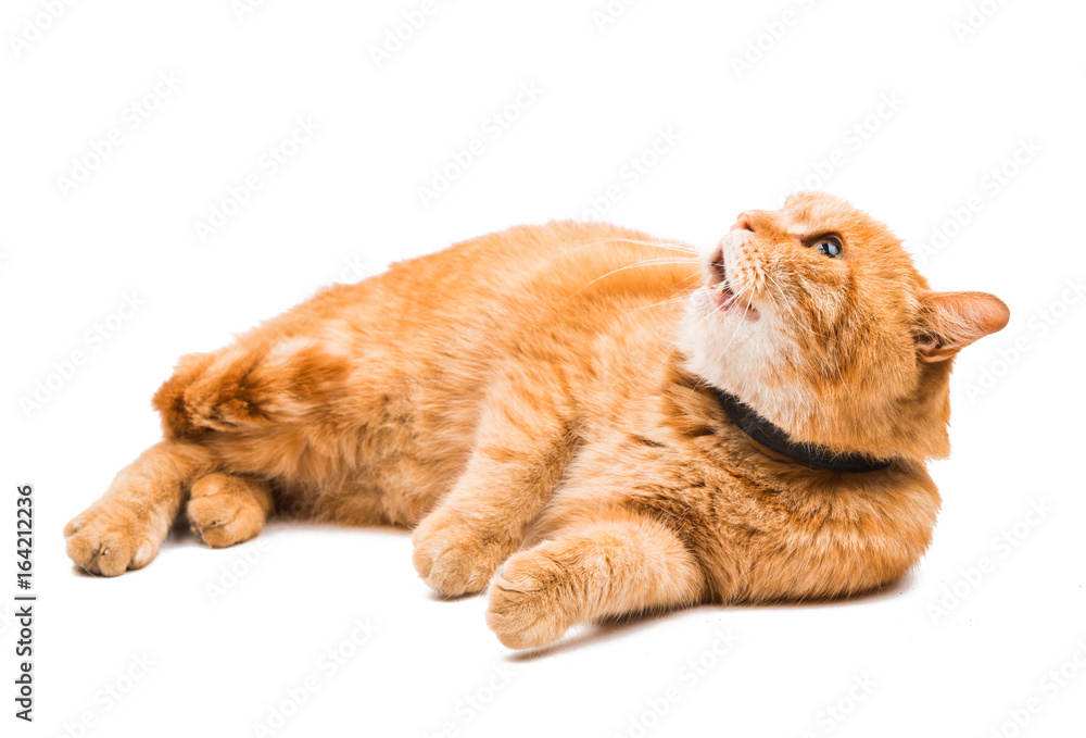 Fototapeta premium Red cat isolated