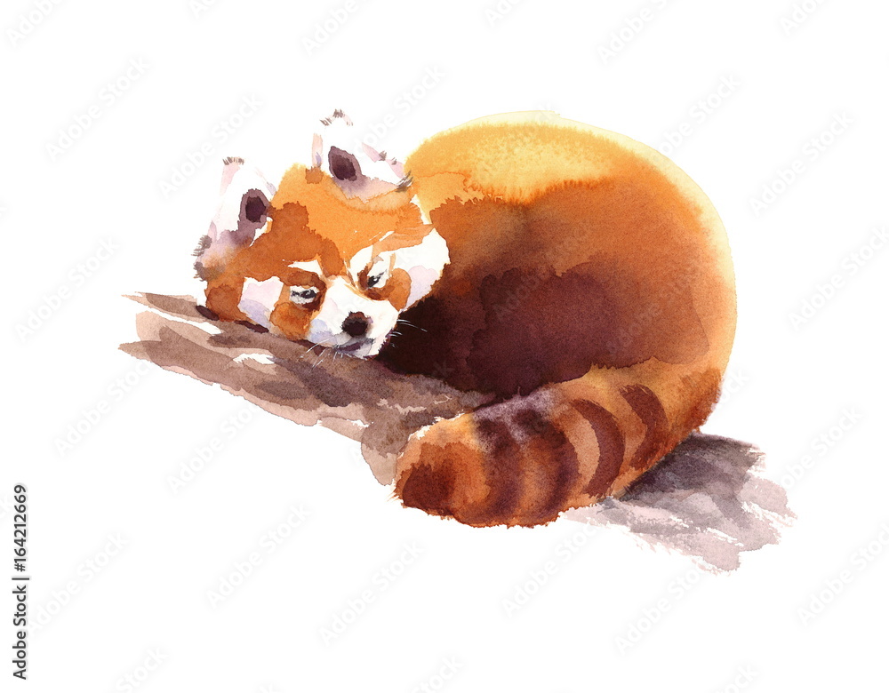 Obraz premium Watercolor Red Panda Sleeping on the Branch Hand Drawn Animal Illustration isolated on white background
