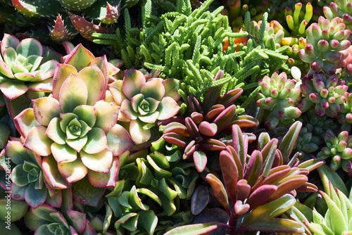 Variety of succulents in a drought-tolerant environment