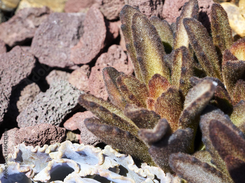 Obraz na plátne Variety of succulents in a drought-tolerant environment