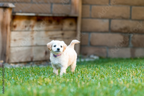 Mini Labradoodle Puppy