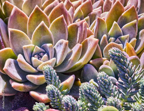 фотографія Variety of succulents in a drought-tolerant environment