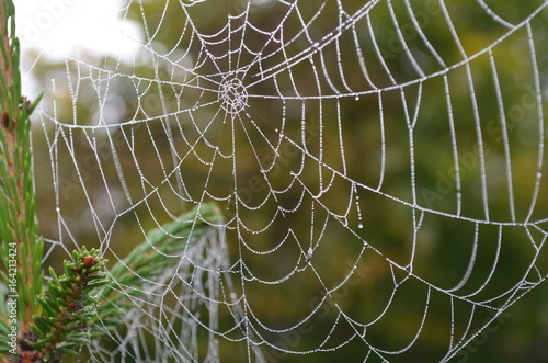 dew on a spider web