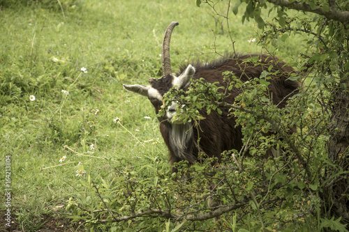 One-horny stern goat