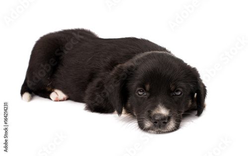 Fototapeta Naklejka Na Ścianę i Meble -  Black white dog isolated