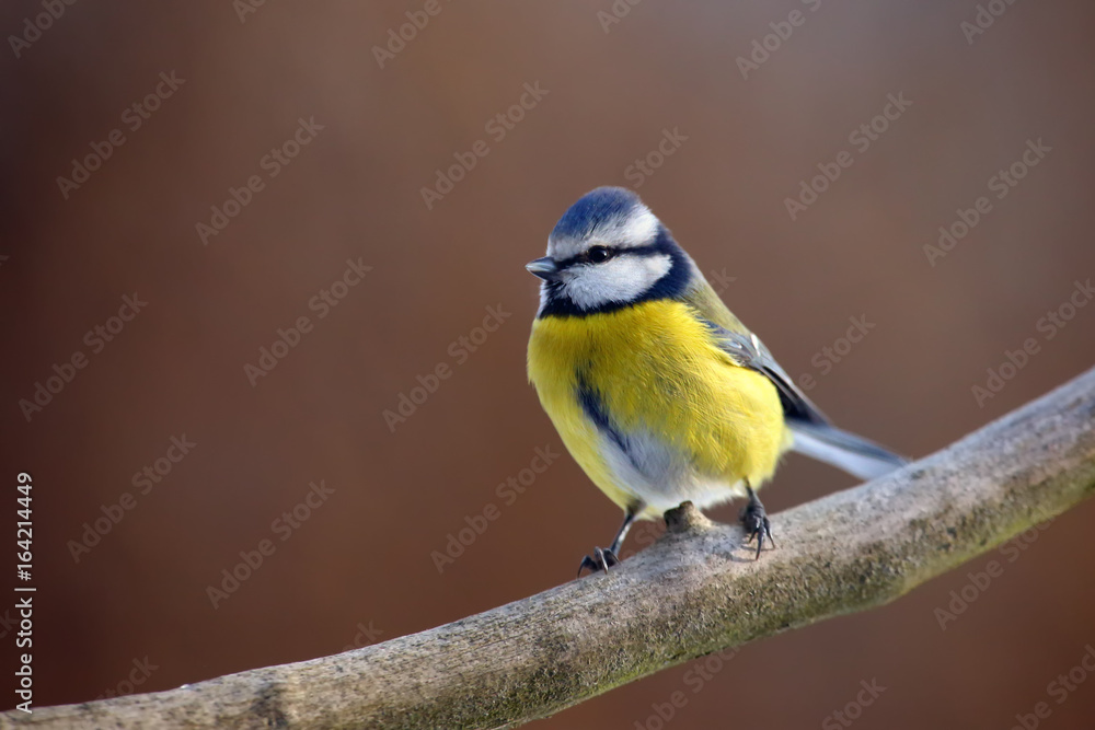 The Eurasian blue tit (Cyanistes caeruleus) sitting on the branch with brown background The Eurasian blue tit (Cyanistes caeruleus) sitting on the branch with brown background