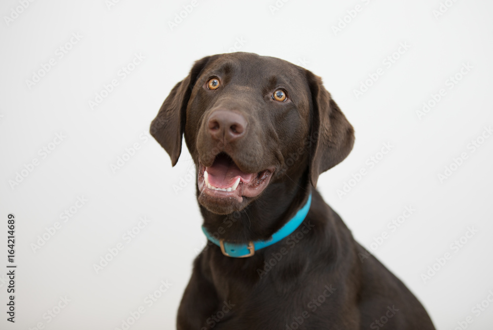 brown labrador dog