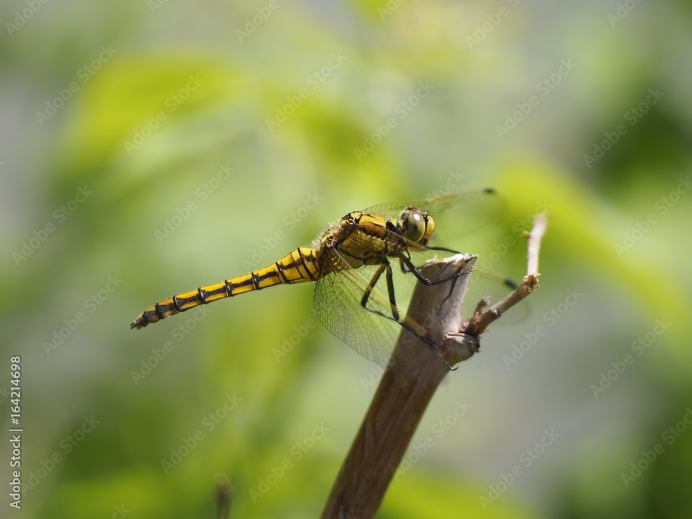 Dragonfly (might be Dragonfly (might be