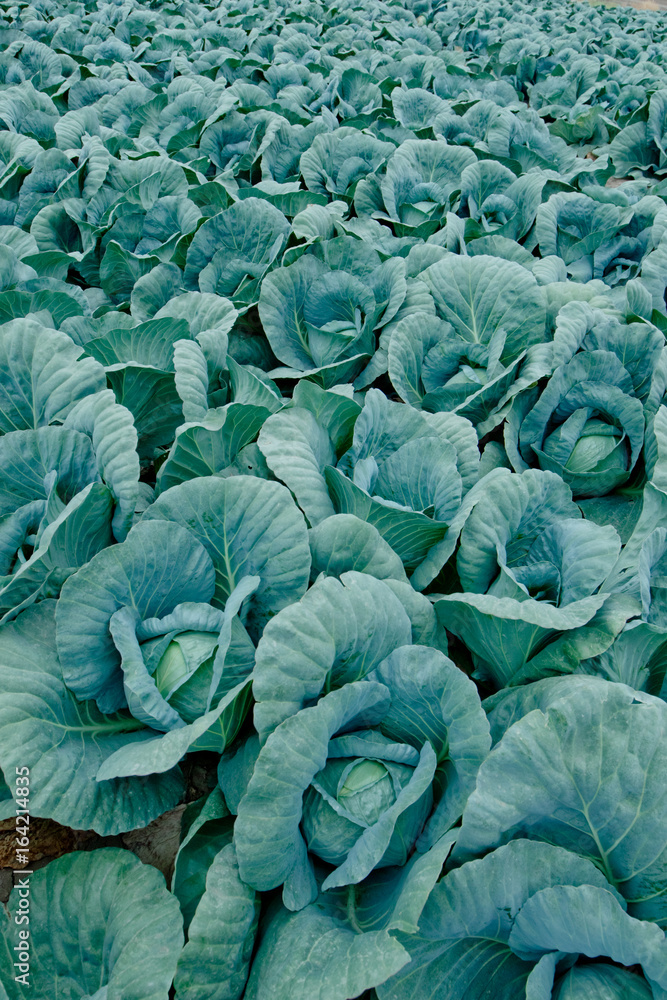 Obraz premium Cabbage Blue
