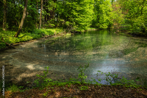 Pond in Parkowe nature reserve in Zloty Potok, Silesia, Poland