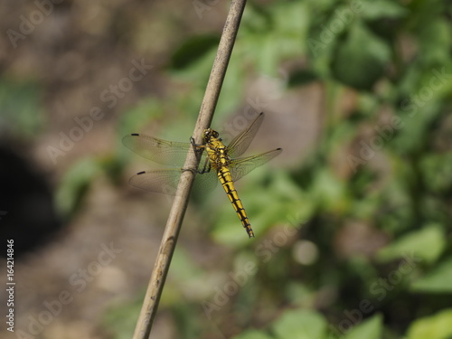 Dragonfly (might be "Gemeine Keiljungfer" / Gomphus vulgatissimus)