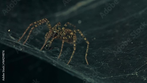 labyrinth spider eating its trapped prey
