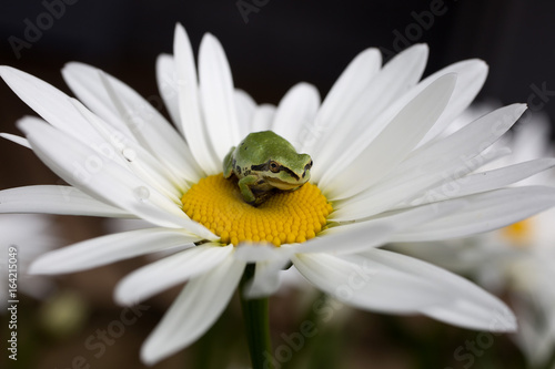 tiny frog sunning on daisy and smiling