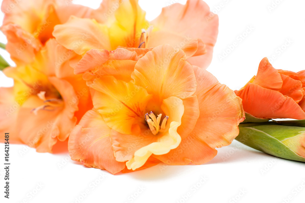 Fototapeta premium Beautiful gladiolus flower