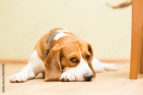 Dog beagle at the age of 2 years, the female is lying on the floor with her head on her paw and looks forward