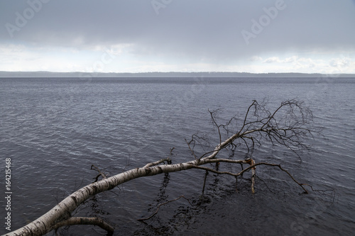 Big fallen birch tree in a lake and dark clouds in Tampere  Finland.