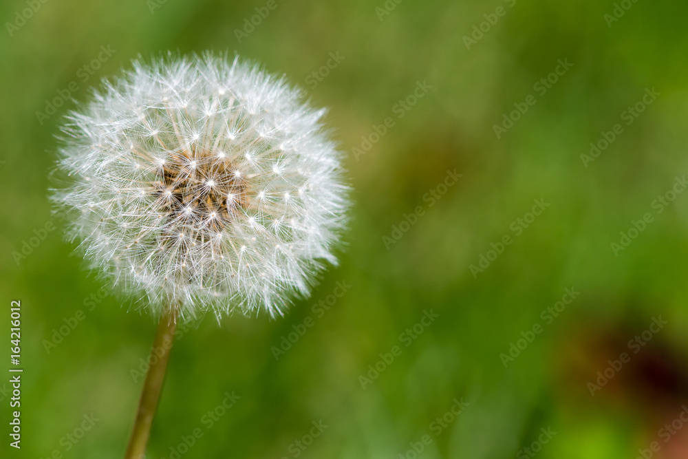 Dandelion - Taraxacum Dandelion - Taraxacum