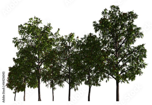 Group of trees isolated on white 3d illustration