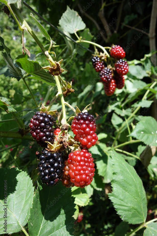 Brombeeren in unterschidlichem Reifezustand Brombeeren in unterschidlichem Reifezustand